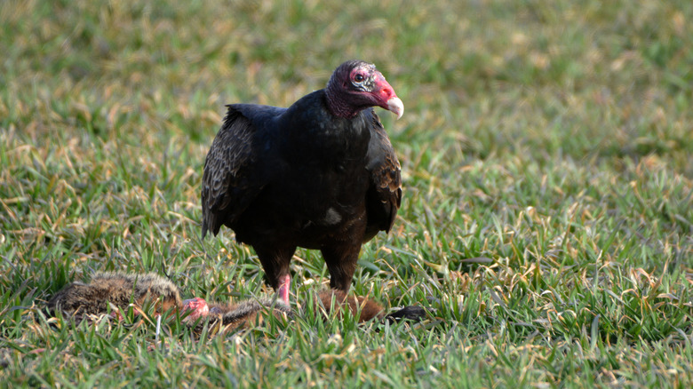 vulture eating dead carcass