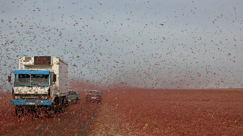 Locust swarm in Western Sahara