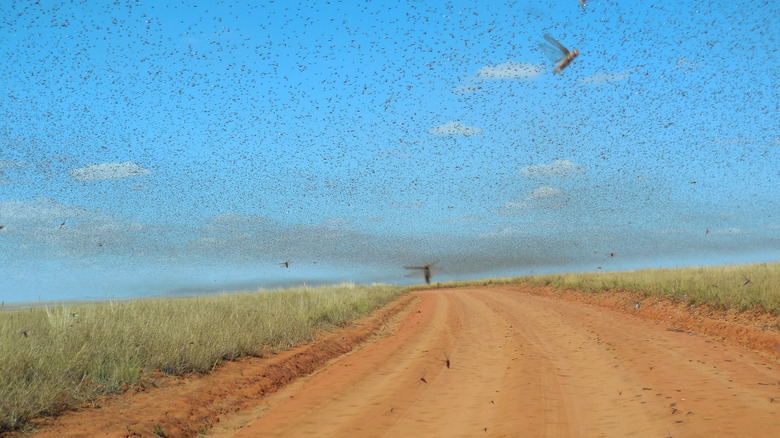 Swarm of locusts in Madagascar 2014