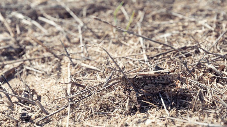 Locust resting in dry grass