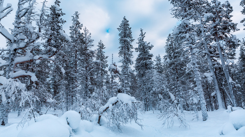 Finnish winter forest