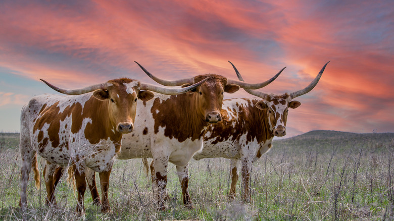 Texas longhorn cattle