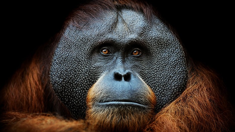An orangutan looking ahead