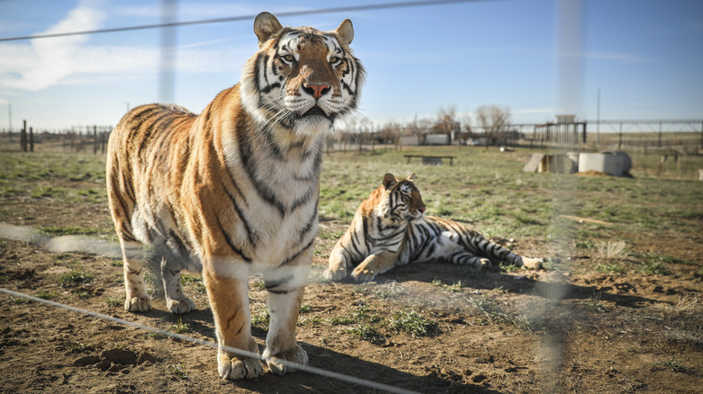 Tigers owned by Joe Exotic 