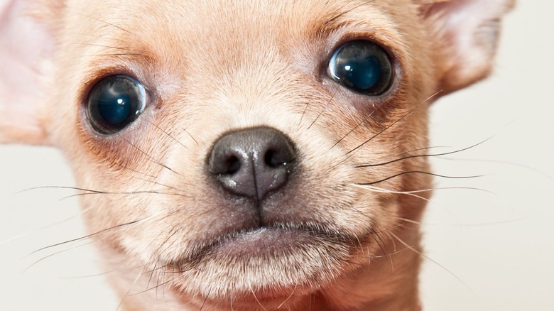 A chihuahua dog's face