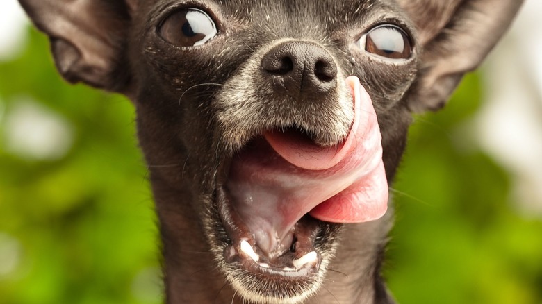 A chihuahua dog open mouth tongue out