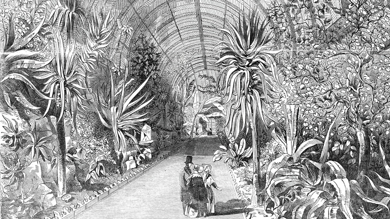 Victorian greenhouse illustration black and white