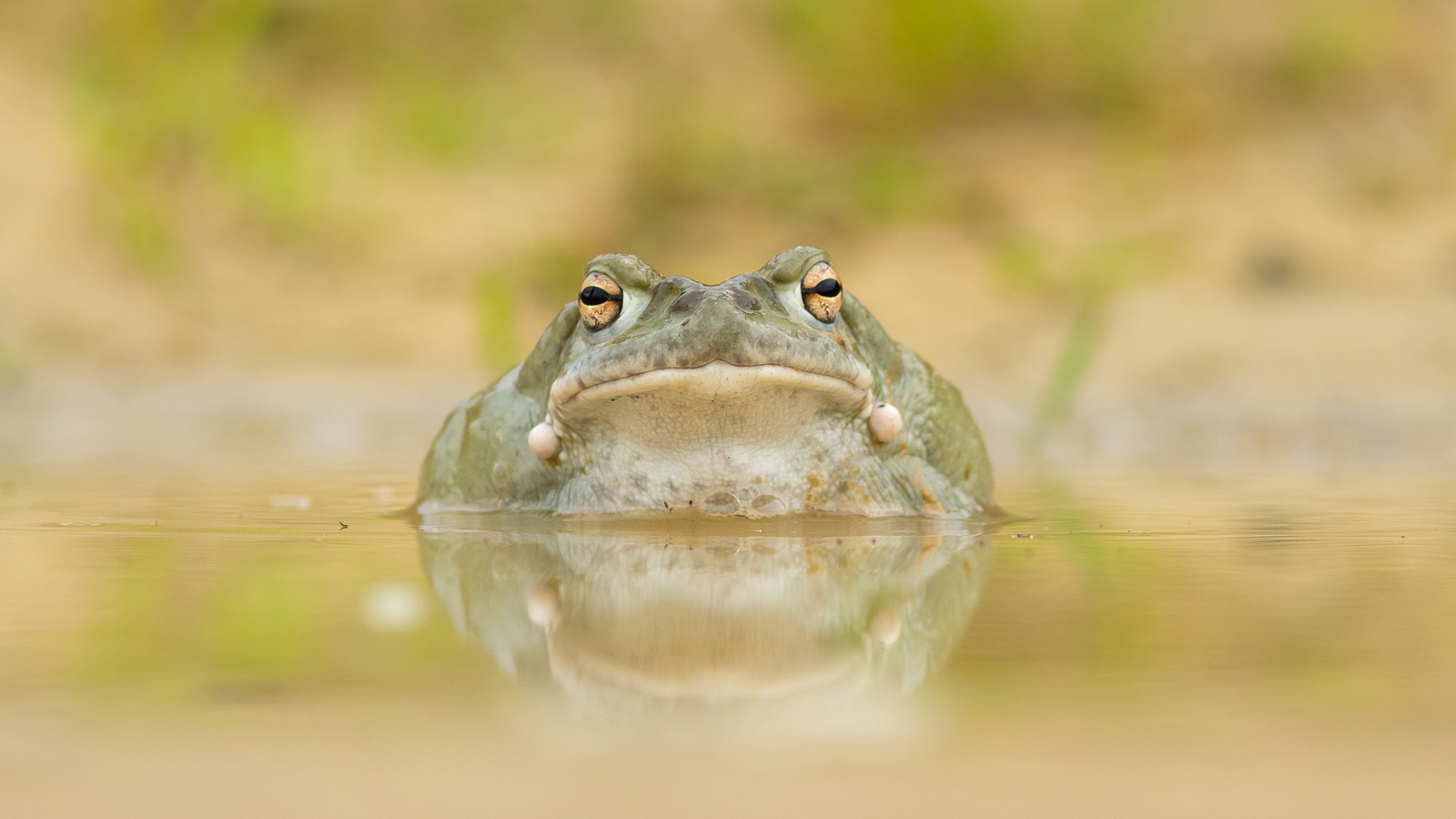 the-time-the-national-park-service-had-to-tell-people-to-stop-licking-a