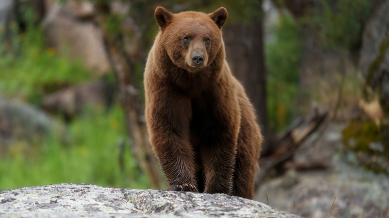 Adult cinnamon bear