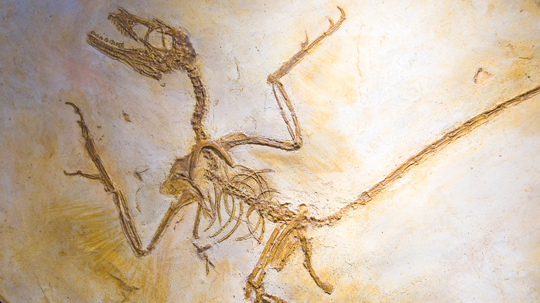 Fossilized remains of a microraptor species