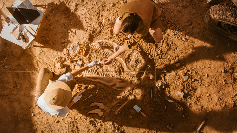 Paleontologists excavating dinosaur fossil