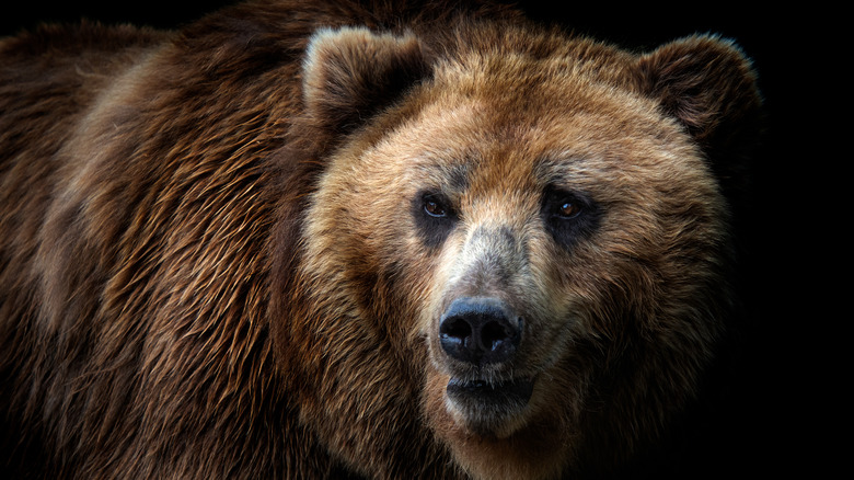 A grizzly bear