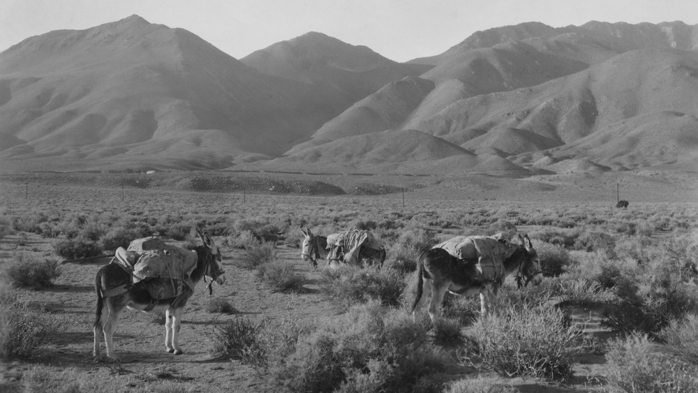 death valley with mules grazing