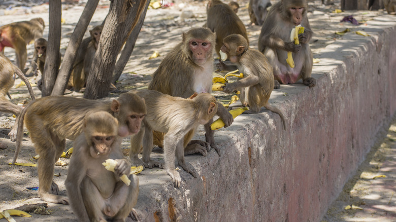 Monkeys near New Delhi, India