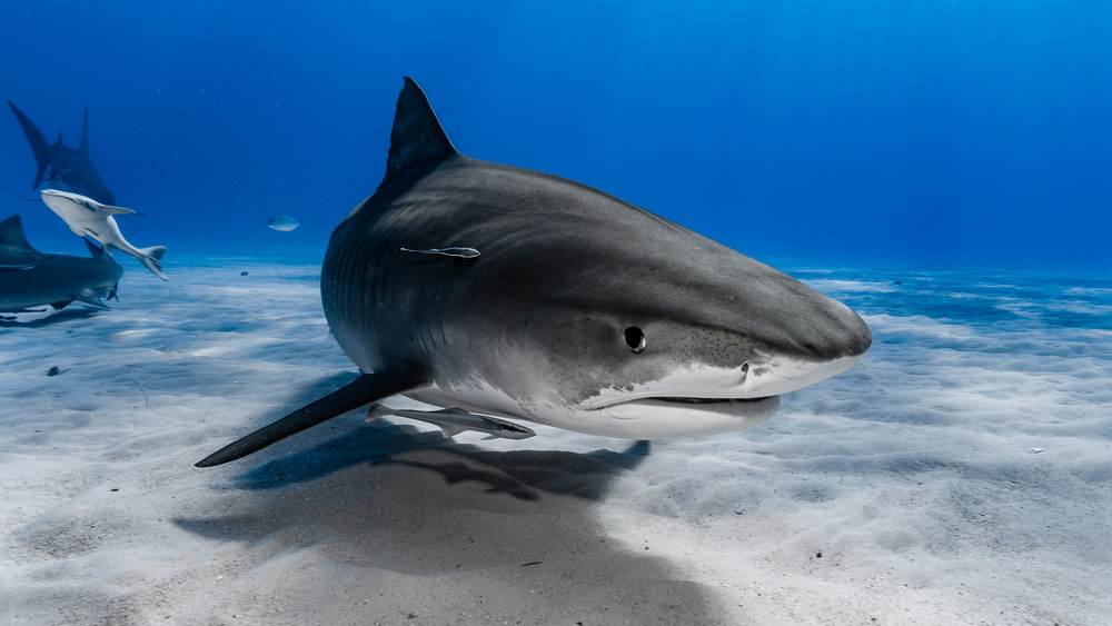 shark underwater