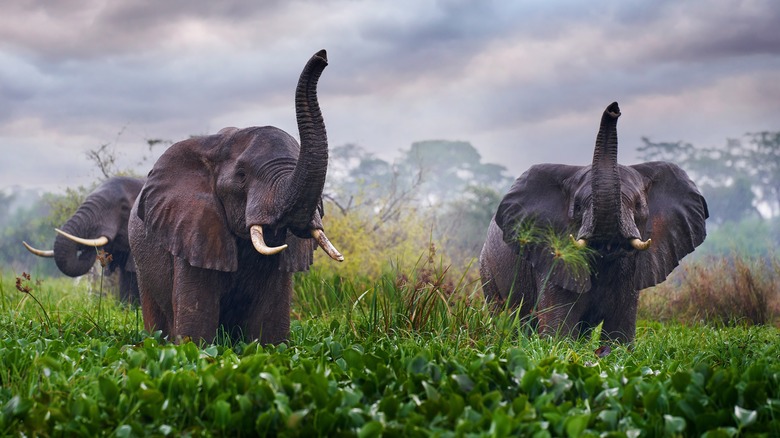 Wild elephants with their trunks in the air