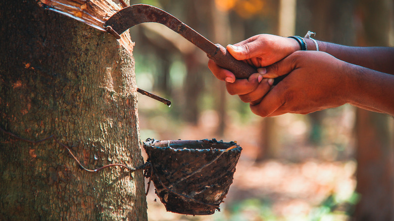 man rubber tapping a tree with bowl and iron tool