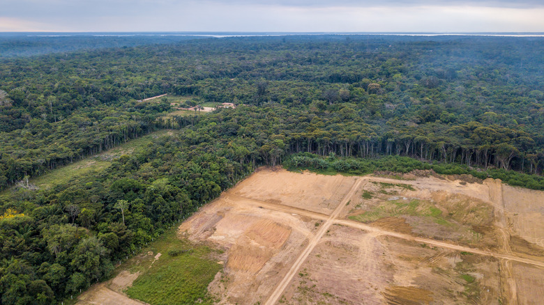 Deforestation Amazon Brazil