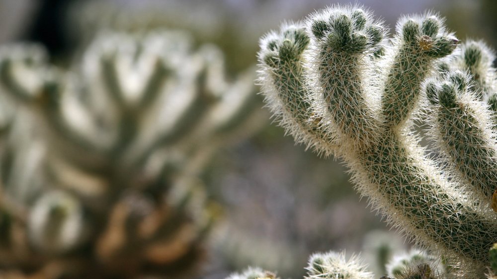 Cactus garden