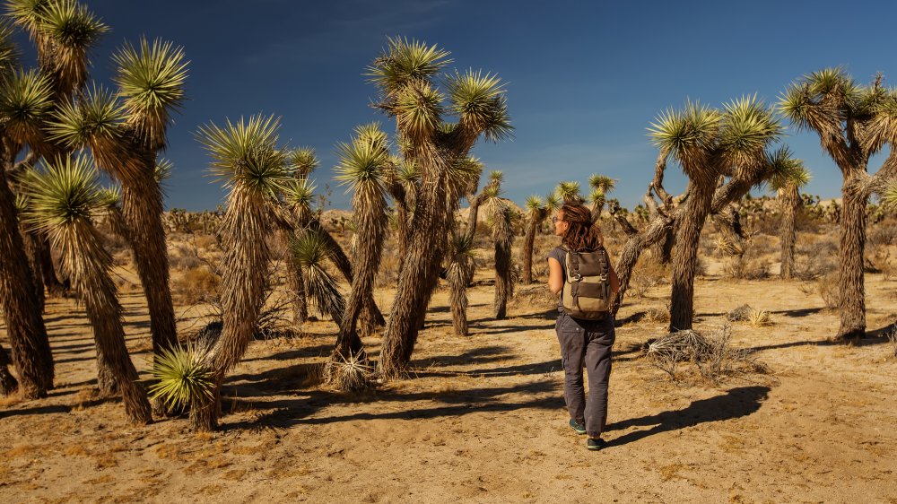 Joshua Tree hiker