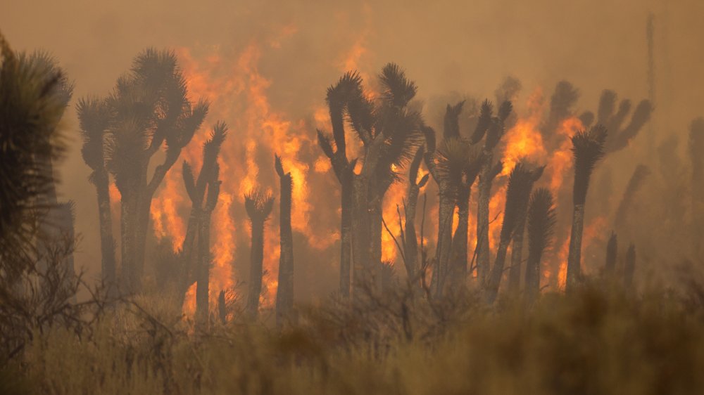 Fire at Joshua Tree National Park 