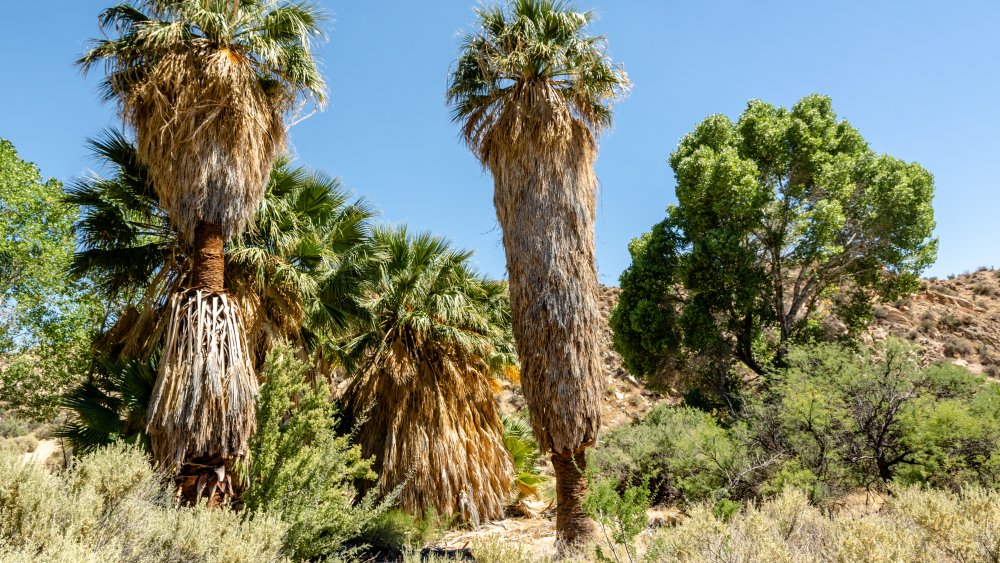 Cottonwood Spring 