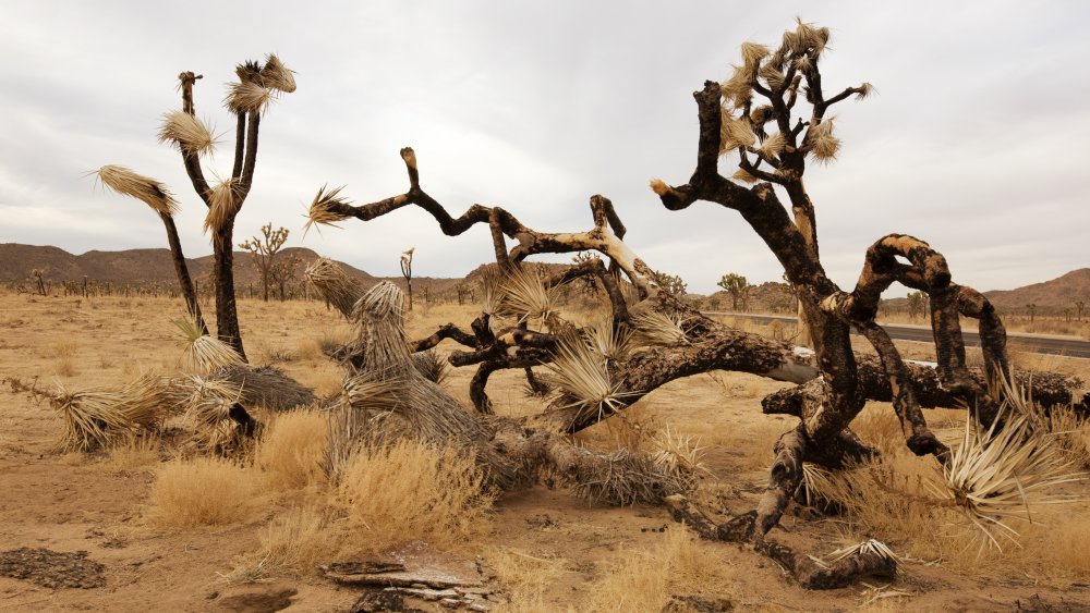 Burned Joshua trees