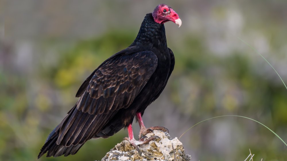 Turkey vulture