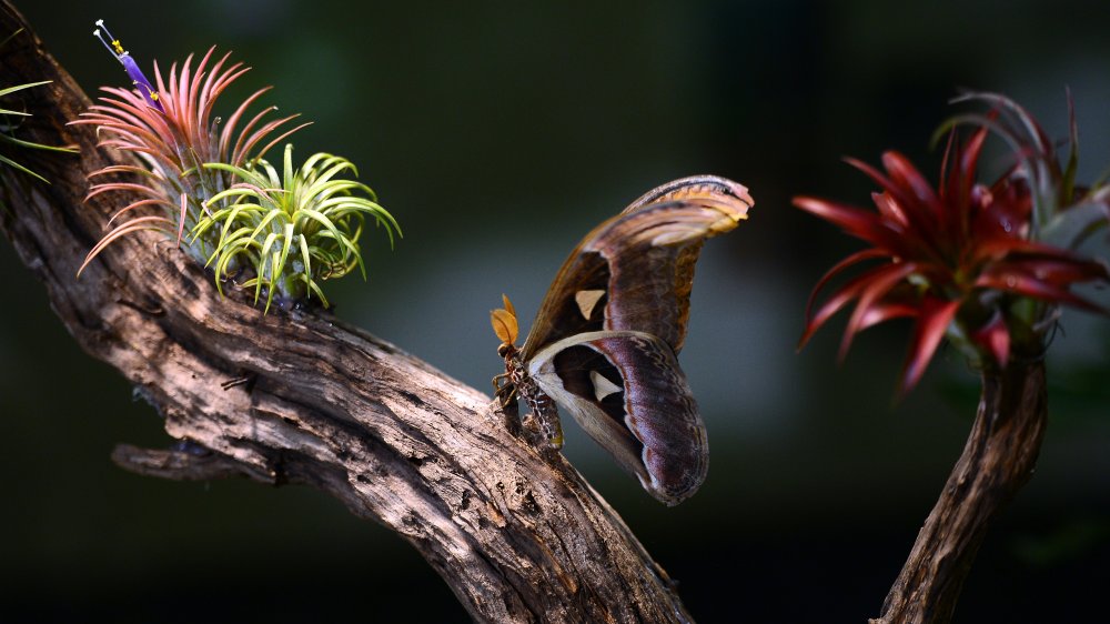 Atlas moth