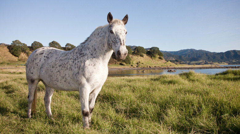 A white speckled horse.