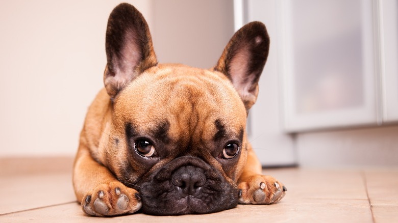 French bulldog puppy laying down