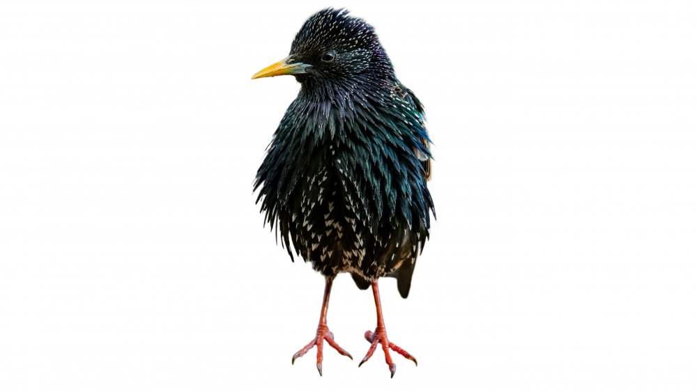 A common European starling, Mozart