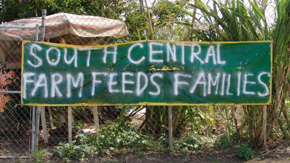 a community garden