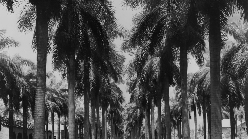 A palm lined street in West Palm Beach, Florida