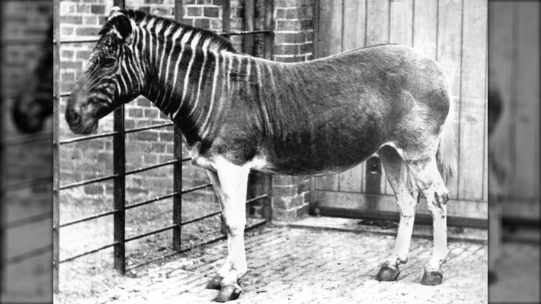 Photograph of last known quagga in captivity