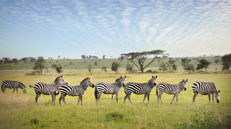 A herd of zebras on a plain in daylight