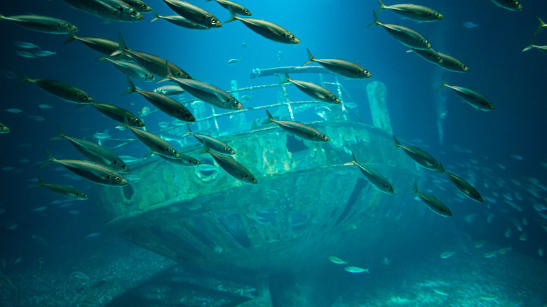 underwater shipwreck