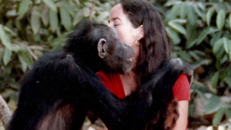 shaved chimpanzee story