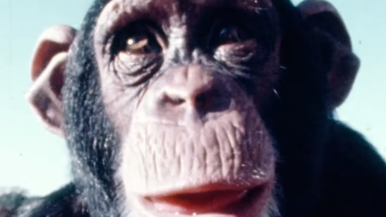 Lucy the chimpanzee close-up