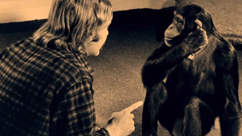 Lucy the chimpanzee learning ASL