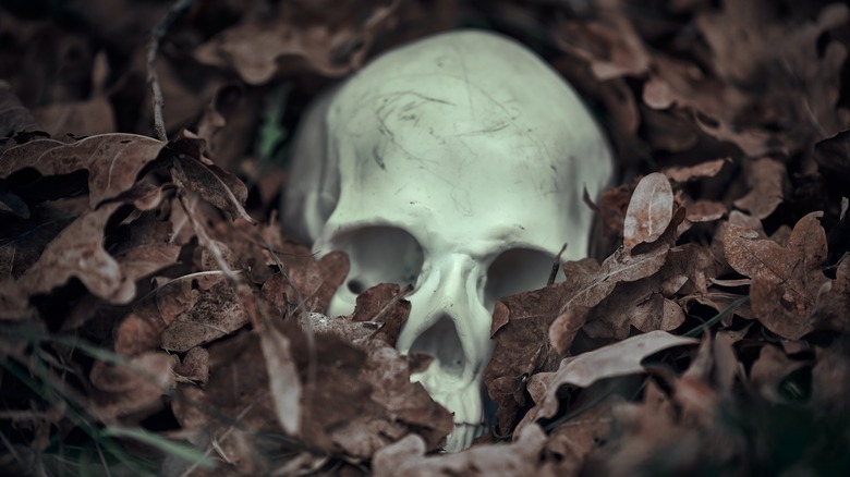 Skull in woods