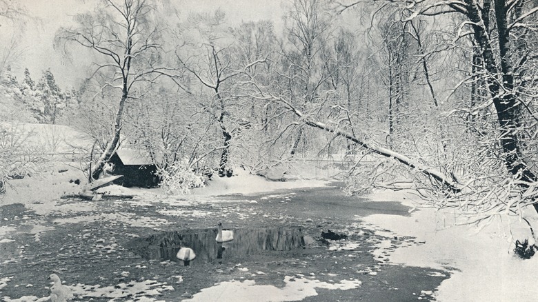 forest covered in snow