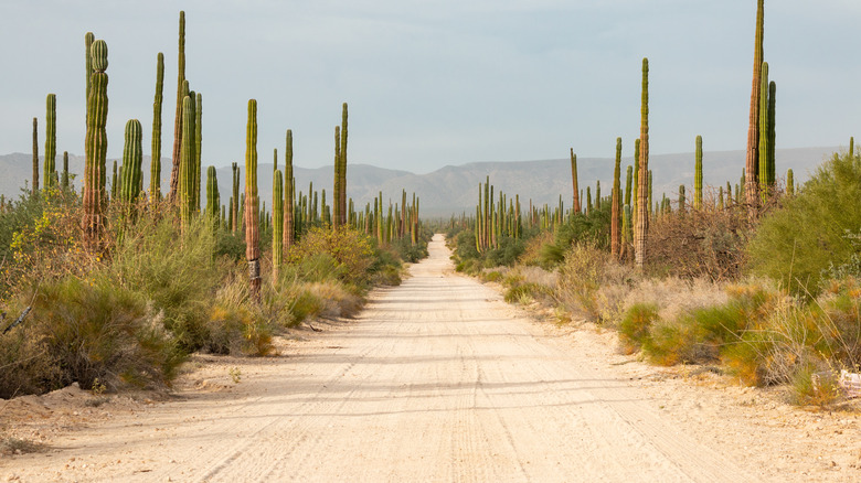 desert road 