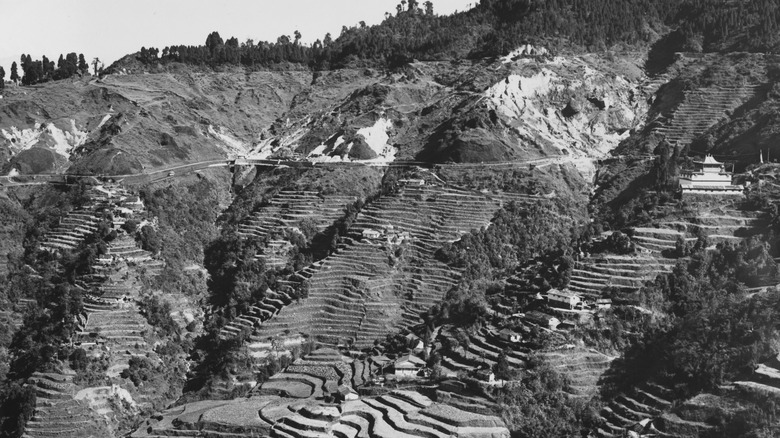 rice paddies around Darjeeling