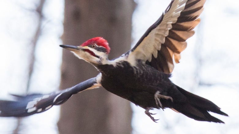 Photo of a flying pileated woodpecker