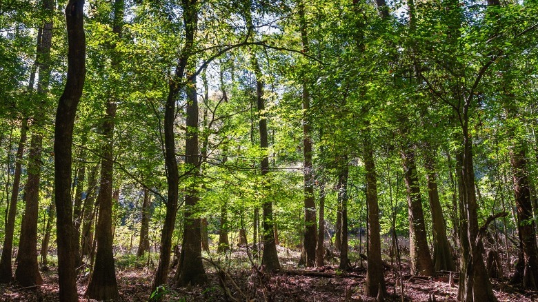 Photo of thick forest