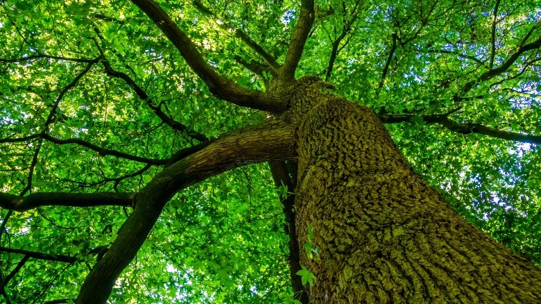 Ground view photo of large tree