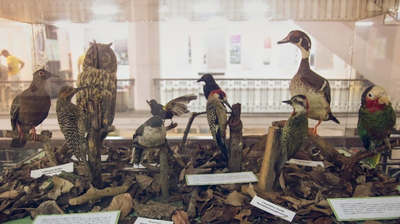 Display of taxidermied birds