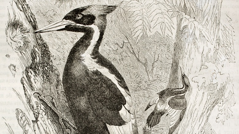 Sketch of ivory-billed woodpeckers