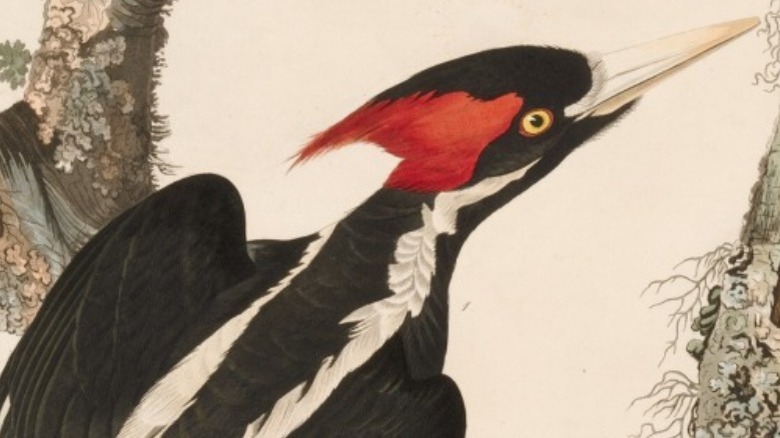 Painting of a male ivory-billed woodpecker